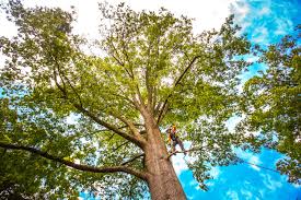 Lake Shore, MN  Tree Services Company