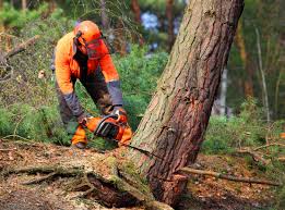  Lake Shore, MN Tree Services Pros