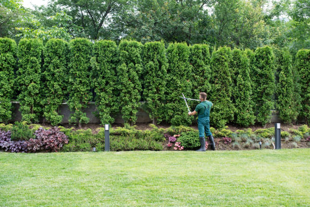 Best Hedge Trimming  in Lake Shore, MN