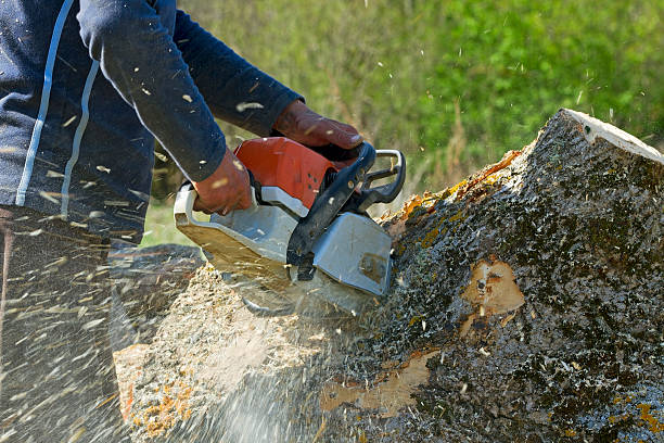 Best Hazardous Tree Removal  in Lake Shore, MN