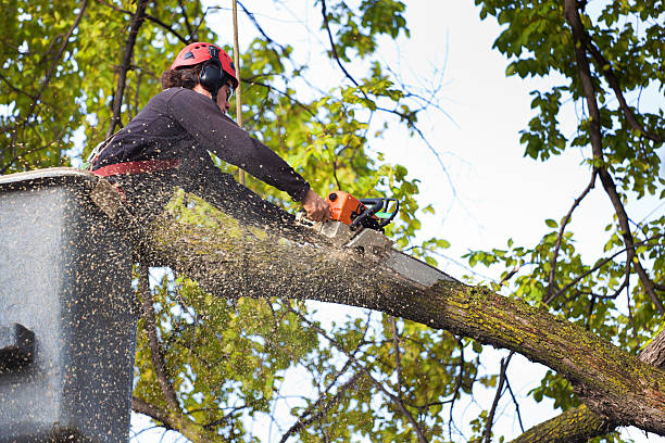 Best Lawn Renovation and Restoration  in Lake Shore, MN