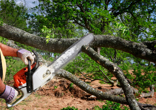 Best Tree Preservation Services  in Lake Shore, MN